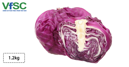 Bắp cải tím