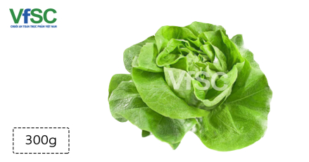 Xà lách cụp Hoàng Gia